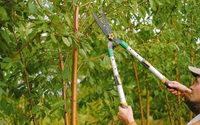 Tree trimming in Dunlow, WV
