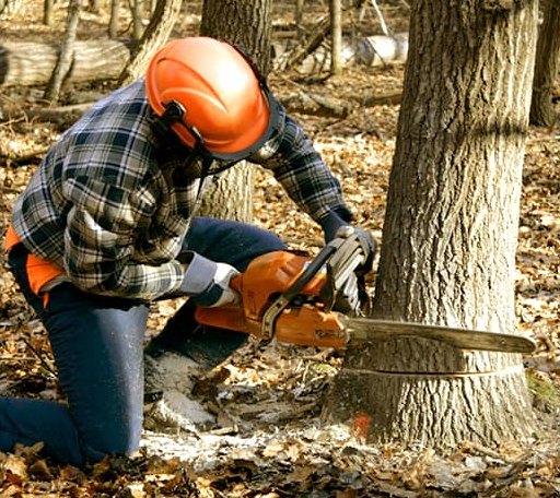 Tree Removal in Dunlow, WV